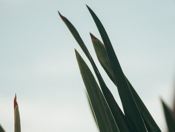 Aloe