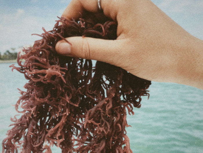 Sea moss