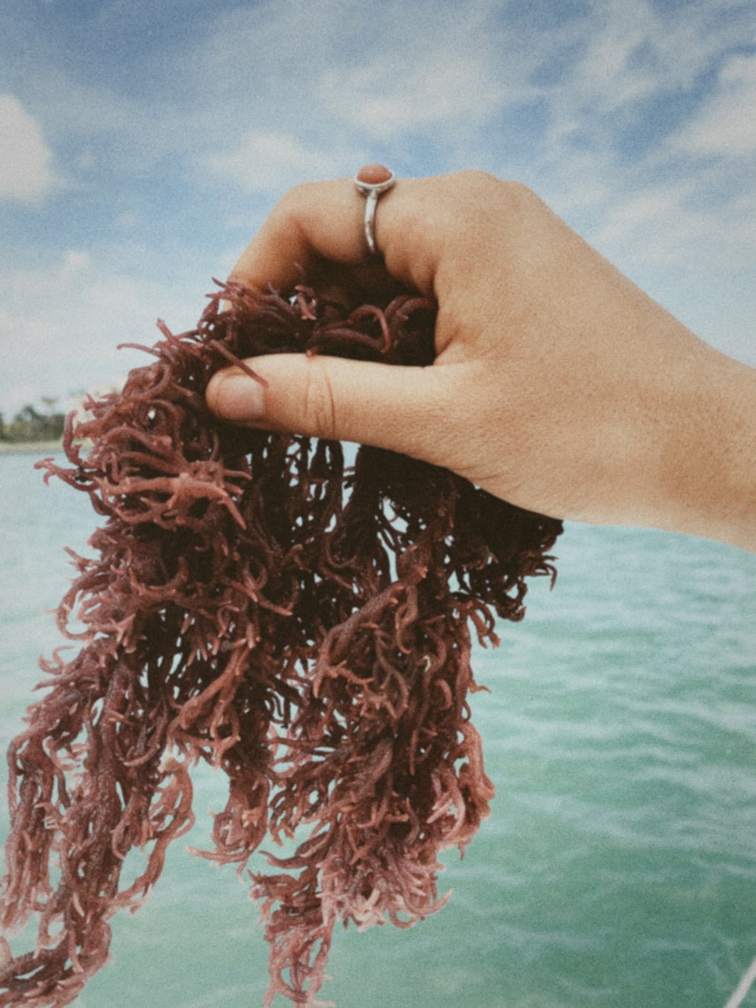 AllNatural Sea Moss Eczema Healing Cream Key Ingredients Revealed